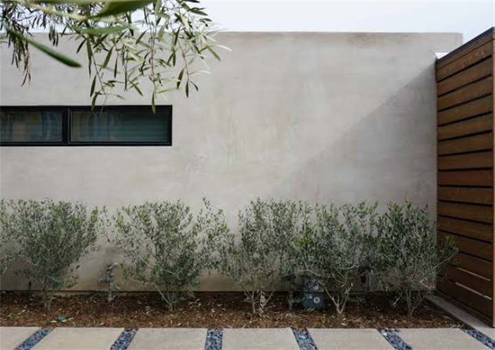 Minimalist smooth stucco perimeter wall with low olive shrubs, modern residential landscape design