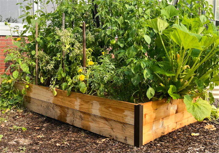 Mature cedar raised garden bed lush with tomatoes, squash and flowers, ideal gardening solution for undiggable New England bedrock yards
